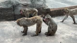 お尻をいじるニホンザル　旭山動物園 / Japanese Macaque in Asahiyama Zoo.