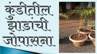 कुंडीतील झाडांची जोपासना I शोभिवंत झाडांची काळजी कशी घ्यावी,  How to care potting plants