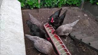 Morning feeding of my chickens and pheasants