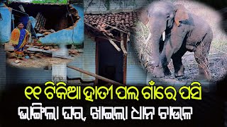 ୧୧ ଟିକିଆ ହାତୀ ପଲଙ୍କ ଉତ୍ପାତ, ଘର ଭାଙ୍ଗି ଖାଇଲା ଧାନ ଚାଉଳ, କ୍ଷତି ପୂରଣ ପାଇଁ ଦାବି : ବଣାଇଁ ll #bharatnewz