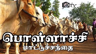 Pollachi mattu santhai | பொள்ளாச்சி மாட்டு சந்தை