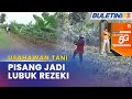 USAHAWAN TANI | Anak Muda Ceburi Bidang Pertanian