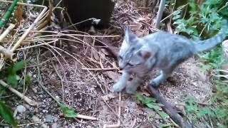 生まれて初めて虫と出会った時の子猫の反応　The reaction of kittens when I first met bugs