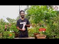 টগর ফুল গাছের কুঁড়ি ঝরা বন্ধ হবে এক নিমিষে। chandni plant care.