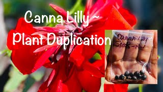 Canna Lilly ~ Plant Duplications | E85 #cannalily #cannas #lilly #propagation #clausenworld