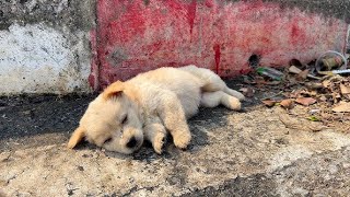 The puppy ran everywhere in 40 degree heat😓, begging passersby to give it water, but no one helped.