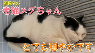 園長宅にて保護した老猫さんのその後の様子とやっぱり彼が登場！【Rescued cats】