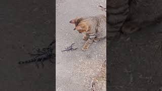 Kucing Sedang Bermain Dengan Sang Kalajengking.Saksikan..