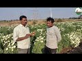 ફૂલ ની ખેતી થી ડબલ આવક full_kheti સત્યનીસાથે