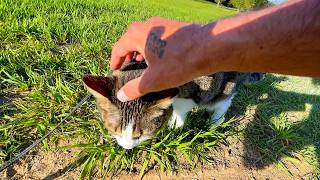 How to tire your cat out 100% of the time (No glitches)