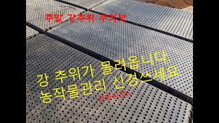 강추위  고추농사  냉해 피해 주의하세요