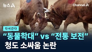 [다시 간다]“동물학대” vs “전통 보전”…청도 소싸움 논란 / 채널A / 뉴스A