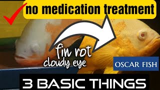 Cloudy eye and Fin rot treatment for Oscar fish || No medication || Just by 3 basic things