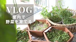 How to Grow Bean Sprout at Home wit a milk carton | Microgreens \u0026 Sprouts - From Seed to Harvest