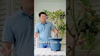 夏季出现僵苗，简单两步焕发生机（下）【天狼说月季】