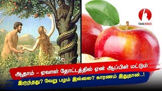 ஆதாம் - ஏவாள் தோட்டத்தில் ஏன் ஆப்பிள் மட்டும் இருந்தது? வேறு பழம் இல்லை? காரணம் இதுதான்...