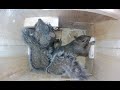 Eastern gray squirrel nest box.