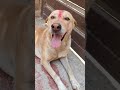 Happy holi Street dog #pets #doglover #love