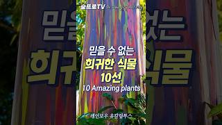 믿을 수 없는 희귀한 식물 10종 #신기한식물 #amazing_plants #shorts