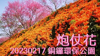 20230217 苗栗銅鑼炮仗花環保公園(炮仗花櫻花齊開)