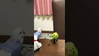 ヨレヨレになった豆苗🌱で遊ぶいんこ達^ ^#shorts #セキセイインコ #birds