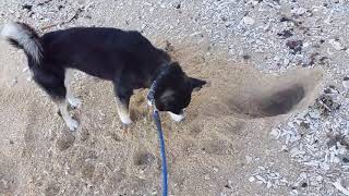 愛犬カカロットは砂カニと戯れる❤