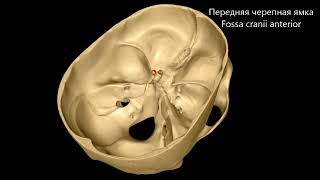 Внутреннее основание черепа