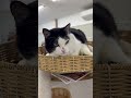 会社猫ふくの日常😸おやつのおねだりが上手になってきました😅 ふく 福 ねこ 猫 会社猫 保護猫 ３本足 日章