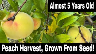 Peach Tree Grown From Seed - First Harvest!