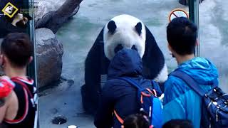 20181118 圓仔熊熊睡醒回家轉罐罐了 The Giant Panda Yuan Zai