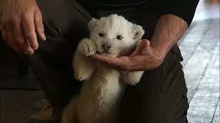 Les premiers jours de Noé, le bébé lionceau