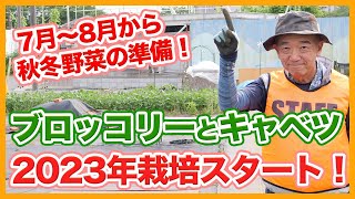 家庭菜園や農園のブロッコリー栽培＆キャベツ栽培2023年スタート！7月～8月に準備したいブロッコリーとキャベツの育て方！【農園ライフ】