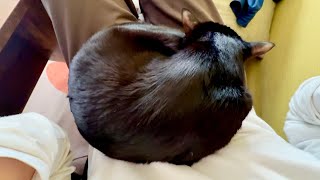 お腹の上でまん丸になって眠る黒猫コンブさん