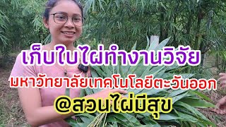 เก็บใบไผ่ทำงานวิจัย มหาวิทยาลัยเทคโนโลยีตะวันออก@สวนไผ่มีสุข