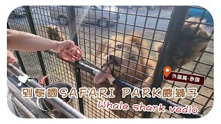 東南亞【泰國THAILAND曼谷BKK】賽瑞福動物園SAFARI PARK餵獅子SAFARI WORLD LION FEEDING WILDLIFE ENCOUNTER