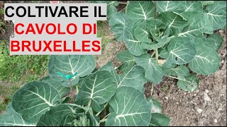 Coltivare il CAVOLO DI BRUXELLES - Guida pratica e consigli utili - W\u0026A Gardens: orto e giardino