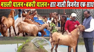 Fish Farming+Goat Farming +Fencing Wire ।मछली पालन+बकरी पालन +तार जाली बिजनेस एक‌साथ ।।