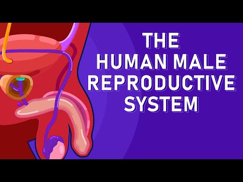 Where do sperm produce?