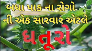 કપાસ અને બીજા બધા પાક માં ધતુરાનું જગબ નું પરિણામ #ધતૂરો #akahircowrelatedfarming #youtube