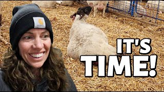 IT'S HAPPENING!!! | Spring Lambing 2021 | Vlog 427