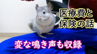 【チンチラの医療費と保険の話】動画の最後に変な鳴き声も収録しました Chinchilla medical expenses and insurance  　Strange bark