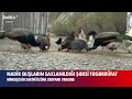 mingəçevir sakini özünə zoopark yaradıb baku tv