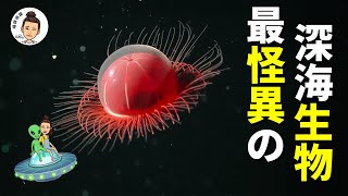 【探索】从荒诞传说到科学事实，北海巨妖「克拉肯」是如何现身的？一億年前的「史前鯊魚」是怎樣被意外發現的？深海裏還藏匿著哪些不可思議的生物？【晴耕雨讀｜Ashley】#深海 #海怪 #未知