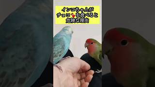 インコちゃんにとってチョコが危険な理由　 #セキセイインコ #コザクラインコ #可愛い #ショート #lovebird #かわいい #危険#チョコ