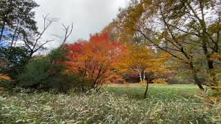 【散策】平和公園 里山の小径2024年12月上旬