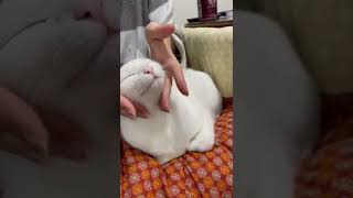 猫ちゃんマッサージでうっとり🐈