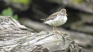 Spotted Sandpiper