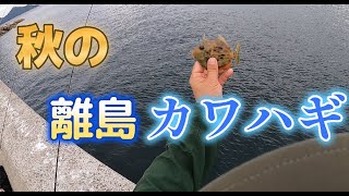 #92【岡山県笠岡諸島】 業務スーパーのアサリで狙い打て！ 秋の離島カワハギ･･･（フグ成分多め）