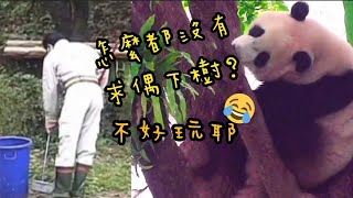 圓寶坐在樹上看彪爸工作，一直猶豫要不要下去|熊貓貓熊The Giant Panda Yuan Yuan and Yuan Bao|台北市立動物園