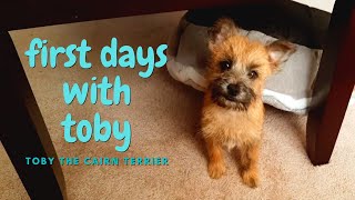 First Days with New Puppy | Toby the Cairn Terrier